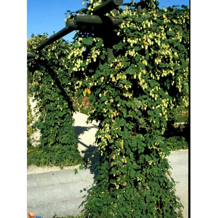 Almindelig Humle Humulus Lupulus Potte 2,0 liter,- Opbundet Almindelig Humle Humulus Lupulus Potte 2,0 Liter,- Opbundet -Plantetorvet fi5929 humulus lupulus 559d
