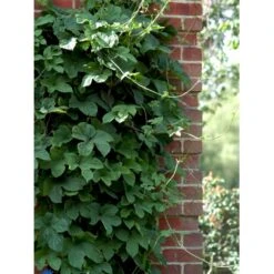 Almindelig Humle Humulus Lupulus Potte 2,0 Liter,- Opbundet 6 Almindelig Humle Humulus Lupulus Potte 2,0 Liter,- Opbundet -Plantetorvet fi5929 humulus lupulus bdca