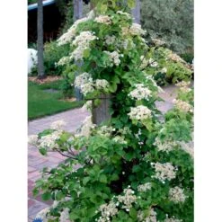 Klatrehortensia Hydrangea Anomala Ssp. Petiolaris Potte 7,5 Liter,- Opbundet 100-150 Cm. 12 Klatrehortensia Hydrangea Anomala Ssp. Petiolaris Potte 7,5 Liter,- Opbundet 100-150 Cm. -Plantetorvet fi5937 hydrangea anomala subsp petiolaris 4b66