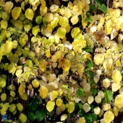 Klatrehortensia Hydrangea Anomala Ssp. Petiolaris Potte 7,5 Liter,- Opbundet 100-150 Cm. 11 Klatrehortensia Hydrangea Anomala Ssp. Petiolaris Potte 7,5 Liter,- Opbundet 100-150 Cm. -Plantetorvet fi5937 hydrangea anomala subsp petiolaris 7f04