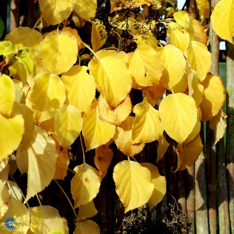 Klatrehortensia Hydrangea Anomala Ssp. Petiolaris Potte 7,5 liter,- Opbundet 100-150 cm. Klatrehortensia Hydrangea Anomala Ssp. Petiolaris Potte 7,5 Liter,- Opbundet 100-150 Cm. -Plantetorvet fi5937 hydrangea anomala subsp petiolaris 8900