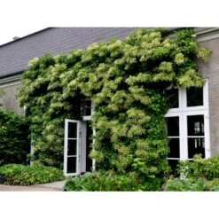 Klatrehortensia Hydrangea Anomala Ssp. Petiolaris Potte 7,5 Liter,- Opbundet 100-150 Cm. 9 Klatrehortensia Hydrangea Anomala Ssp. Petiolaris Potte 7,5 Liter,- Opbundet 100-150 Cm. -Plantetorvet fi5937 hydrangea anomala subsp petiolaris ad5a