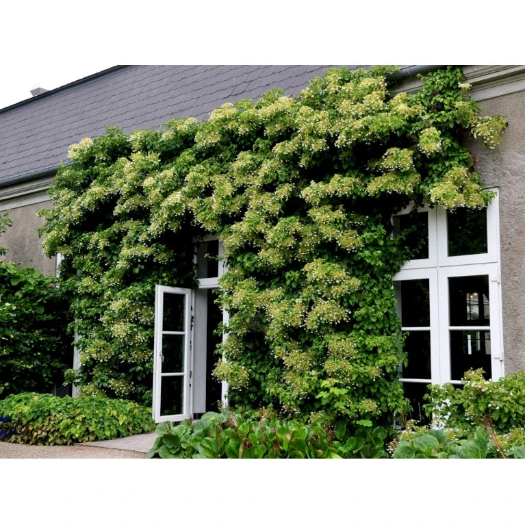 Klatrehortensia Hydrangea Anomala Ssp. Petiolaris Potte 7,5 liter,- Opbundet 100-150 cm. Klatrehortensia Hydrangea Anomala Ssp. Petiolaris Potte 7,5 Liter,- Opbundet 100-150 Cm. -Plantetorvet fi5937 hydrangea anomala subsp petiolaris ad5a