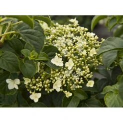 Klatrehortensia Hydrangea Anomala Ssp. Petiolaris Potte 7,5 Liter,- Opbundet 100-150 Cm. 8 Klatrehortensia Hydrangea Anomala Ssp. Petiolaris Potte 7,5 Liter,- Opbundet 100-150 Cm. -Plantetorvet fi5937 hydrangea anomala subsp petiolaris eca8