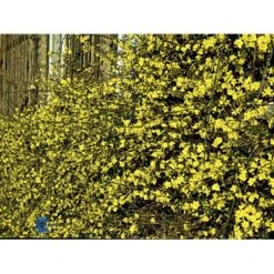 Vinterjasmin Jasminum Nudiflorum Potte 5,0 Liter,- Opbundet 100-150 Cm. 7 Vinterjasmin Jasminum Nudiflorum Potte 5,0 Liter,- Opbundet 100-150 Cm. -Plantetorvet fi5938 jasminum nudiflorum 8022