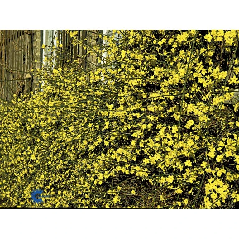 Vinterjasmin Jasminum Nudiflorum Potte 5,0 liter,- Opbundet 100-150 cm. Vinterjasmin Jasminum Nudiflorum Potte 5,0 Liter,- Opbundet 100-150 Cm. -Plantetorvet fi5938 jasminum nudiflorum 8022