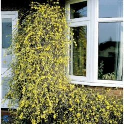 Vinterjasmin Jasminum Nudiflorum Potte 5,0 Liter,- Opbundet 100-150 Cm. 6 Vinterjasmin Jasminum Nudiflorum Potte 5,0 Liter,- Opbundet 100-150 Cm. -Plantetorvet fi5938 jasminum nudiflorum a637