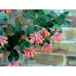 Kaprifolie 'Dropmore Scarlet' Lonicera Brownii 'Dropmore Scarlet' Potte 5,0 Liter,- Opbundet 100-150 Cm. -Plantetorvet fi5941 lonicera brownii dropmore scarlet 0178