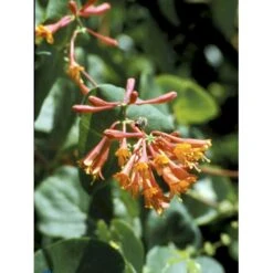 Kaprifolie 'Dropmore Scarlet' Lonicera Brownii 'Dropmore Scarlet' Potte 5,0 Liter,- Opbundet 100-150 Cm. -Plantetorvet fi5941 lonicera brownii dropmore scarlet 2fbd