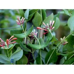 Kaprifolie 'Dropmore Scarlet' Lonicera Brownii 'Dropmore Scarlet' Potte 5,0 Liter,- Opbundet 100-150 Cm. -Plantetorvet fi5941 lonicera brownii dropmore scarlet b6f7