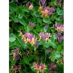 Kaprifolie Lonicera X Heckrottii Potte 5,0 Liter,- Opbundet 100-150 Cm. 4 Kaprifolie Lonicera X Heckrottii Potte 5,0 Liter,- Opbundet 100-150 Cm. -Plantetorvet fi5944 lonicera heckrottii 378c