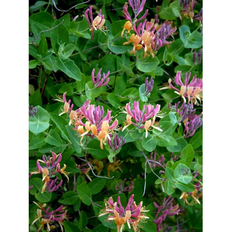 Kaprifolie Lonicera X Heckrottii Potte 5,0 liter,- Opbundet 100-150 cm. Kaprifolie Lonicera X Heckrottii Potte 5,0 Liter,- Opbundet 100-150 Cm. -Plantetorvet fi5944 lonicera heckrottii 378c
