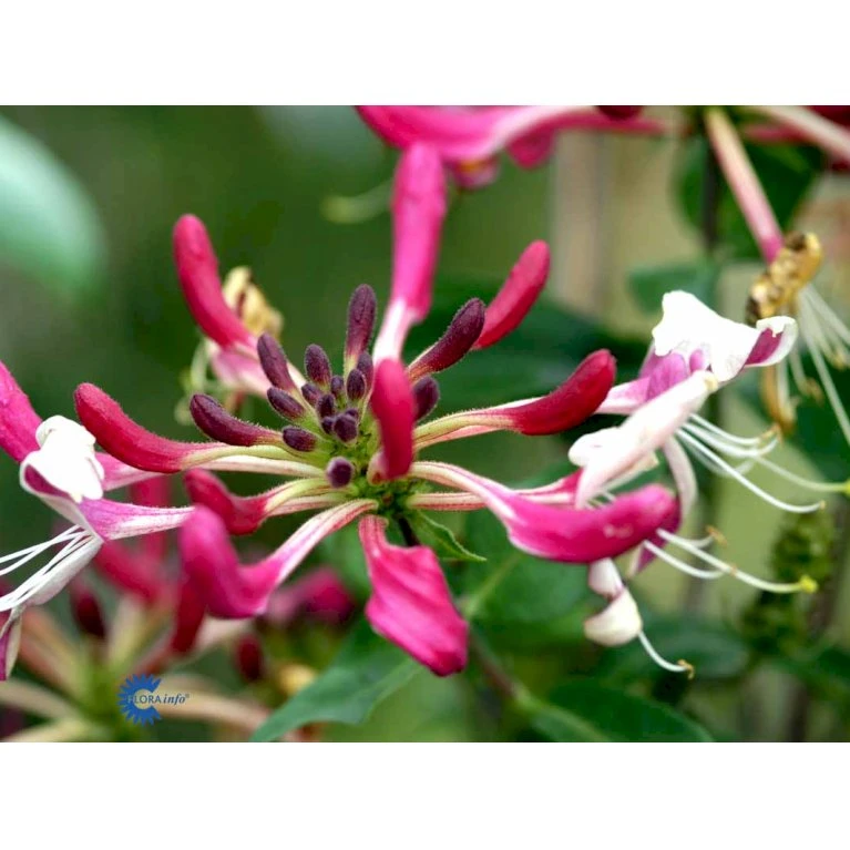 Kaprifolie Lonicera X Heckrottii Potte 5,0 liter,- Opbundet 100-150 cm. Kaprifolie Lonicera X Heckrottii Potte 5,0 Liter,- Opbundet 100-150 Cm. -Plantetorvet fi5944 lonicera heckrottii e220