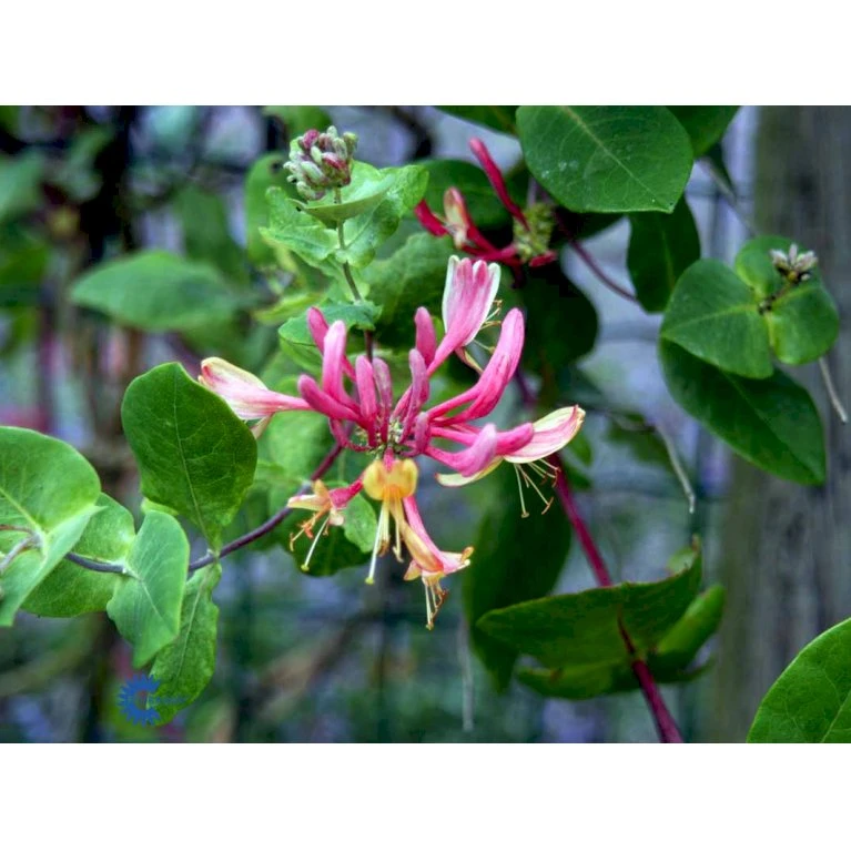 Kaprifolie 'Goldflame' Lonicera X Heckrottii 'Goldflame' Potte 5,0 liter,- Opbundet 100-150 cm. Kaprifolie 'Goldflame' Lonicera X Heckrottii 'Goldflame' Potte 5,0 Liter,- Opbundet 100-150 Cm. -Plantetorvet fi5946 lonicera heckrottii goldflame c3c5