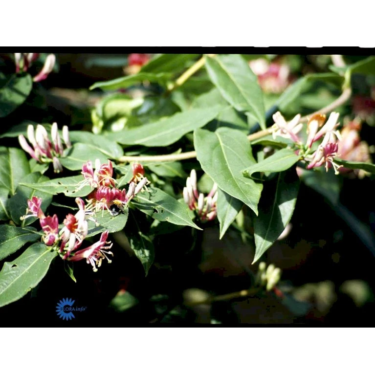 Stedsegrøn Kaprifolie Lonicera Henryi Potte 2,0 liter,- Opbundet Stedsegrøn Kaprifolie Lonicera Henryi Potte 2,0 Liter,- Opbundet -Plantetorvet fi5947 lonicera henryi 32ae