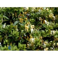 Japansk Kaprifolie 'Halliana' Lonicera Japonica 'Halliana' Potte 2,0 Liter,- Opbundet 4 Japansk Kaprifolie 'Halliana' Lonicera Japonica 'Halliana' Potte 2,0 Liter,- Opbundet -Plantetorvet fi5952 lonicera japonica halliana 4e6f