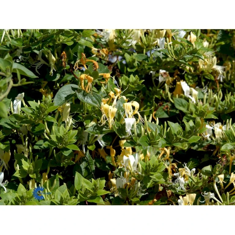 Japansk Kaprifolie 'Halliana' Lonicera Japonica 'Halliana' Potte 2,0 liter,- Opbundet Japansk Kaprifolie 'Halliana' Lonicera Japonica 'Halliana' Potte 2,0 Liter,- Opbundet -Plantetorvet fi5952 lonicera japonica halliana 4e6f