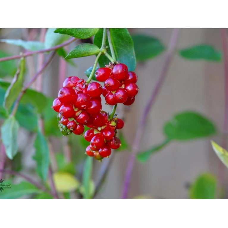 Almindelig Kaprifolia (Gedeblad) Lonicera Periclymenum Potte 2,0 liter,- Opbundet Almindelig Kaprifolia (Gedeblad) Lonicera Periclymenum Potte 2,0 Liter,- Opbundet -Plantetorvet fi5954 lonicera periclymenum 0394