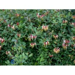 Almindelig Kaprifolia (Gedeblad) Lonicera Periclymenum Potte 2,0 Liter,- Opbundet 7 Almindelig Kaprifolia (Gedeblad) Lonicera Periclymenum Potte 2,0 Liter,- Opbundet -Plantetorvet fi5954 lonicera periclymenum 5dbc