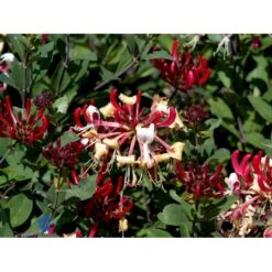 'Serotina' Lonicera Periclymenum 'Serotina' Potte 2,0 Liter,- Opbundet -Plantetorvet fi5959 lonicera periclymenum serotina 6da1