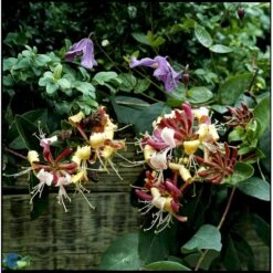 'Serotina' Lonicera Periclymenum 'Serotina' Potte 2,0 Liter,- Opbundet -Plantetorvet fi5959 lonicera periclymenum serotina 81fc