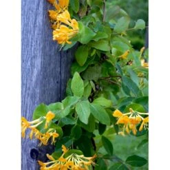 Guldkaprifolie Lonicera X Tellmanniana Potte 5,0 Liter,- Opbundet 80-100 Cm. -Plantetorvet fi5960 lonicera tellmanniana 0900