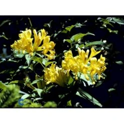 Guldkaprifolie Lonicera X Tellmanniana Potte 5,0 Liter,- Opbundet 80-100 Cm. -Plantetorvet fi5960 lonicera tellmanniana 8fa5