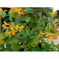 Guldkaprifolie Lonicera X Tellmanniana Potte 5,0 Liter,- Opbundet 80-100 Cm. -Plantetorvet fi5960 lonicera tellmanniana d680