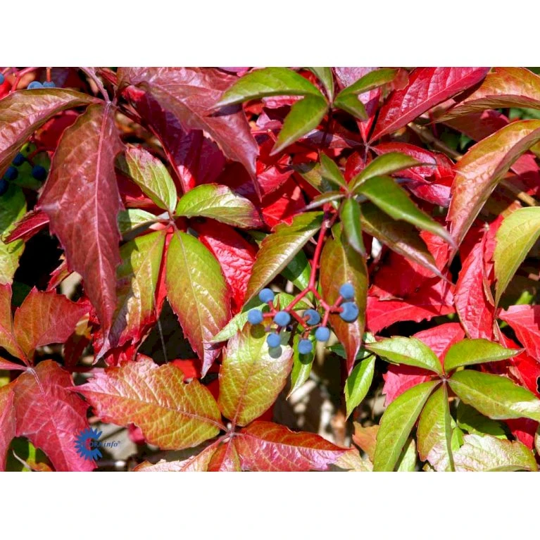 Klatrevildvin 'Engelmanii' Parthenocissus Quinquefolia 'Engelmannii' Potte 5,0 liter,- Opbundet 80-100 cm. Klatrevildvin 'Engelmanii' Parthenocissus Quinquefolia 'Engelmannii' Potte 5,0 Liter,- Opbundet 80-100 Cm. -Plantetorvet fi5963 parthenocissus quinq var engelmannii 4159