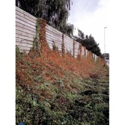 Klatrevildvin 'Engelmanii' Parthenocissus Quinquefolia 'Engelmannii' Potte 5,0 Liter,- Opbundet 80-100 Cm. 9 Klatrevildvin 'Engelmanii' Parthenocissus Quinquefolia 'Engelmannii' Potte 5,0 Liter,- Opbundet 80-100 Cm. -Plantetorvet fi5963 parthenocissus quinq var engelmannii 5028