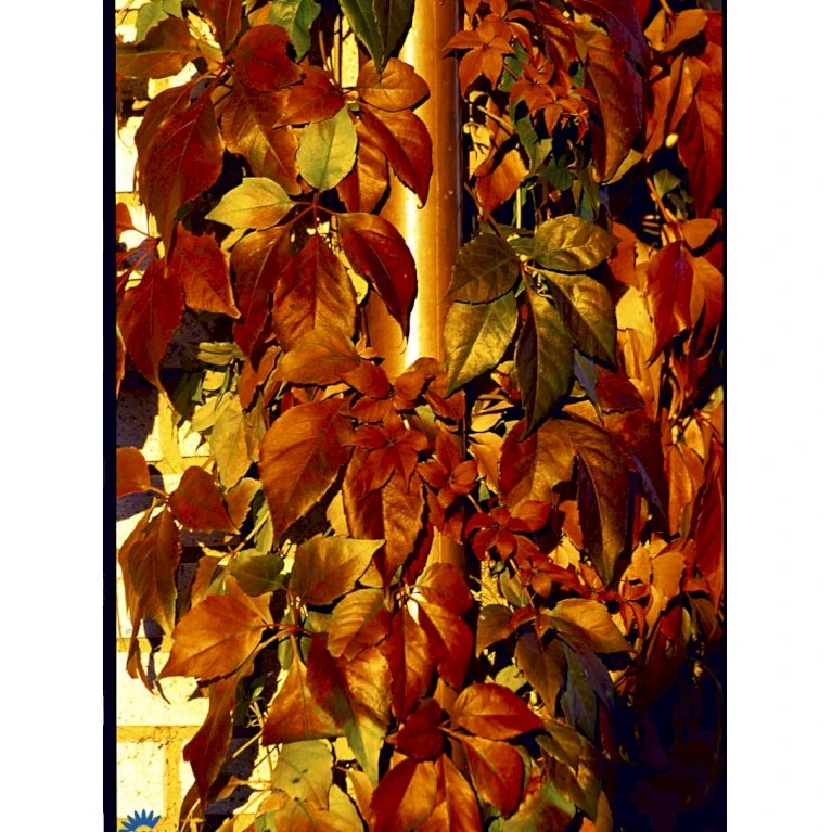 Klatrevildvin 'Engelmanii' Parthenocissus Quinquefolia 'Engelmannii' Potte 5,0 liter,- Opbundet 80-100 cm. Klatrevildvin 'Engelmanii' Parthenocissus Quinquefolia 'Engelmannii' Potte 5,0 Liter,- Opbundet 80-100 Cm. -Plantetorvet fi5963 parthenocissus quinq var engelmannii 77b4