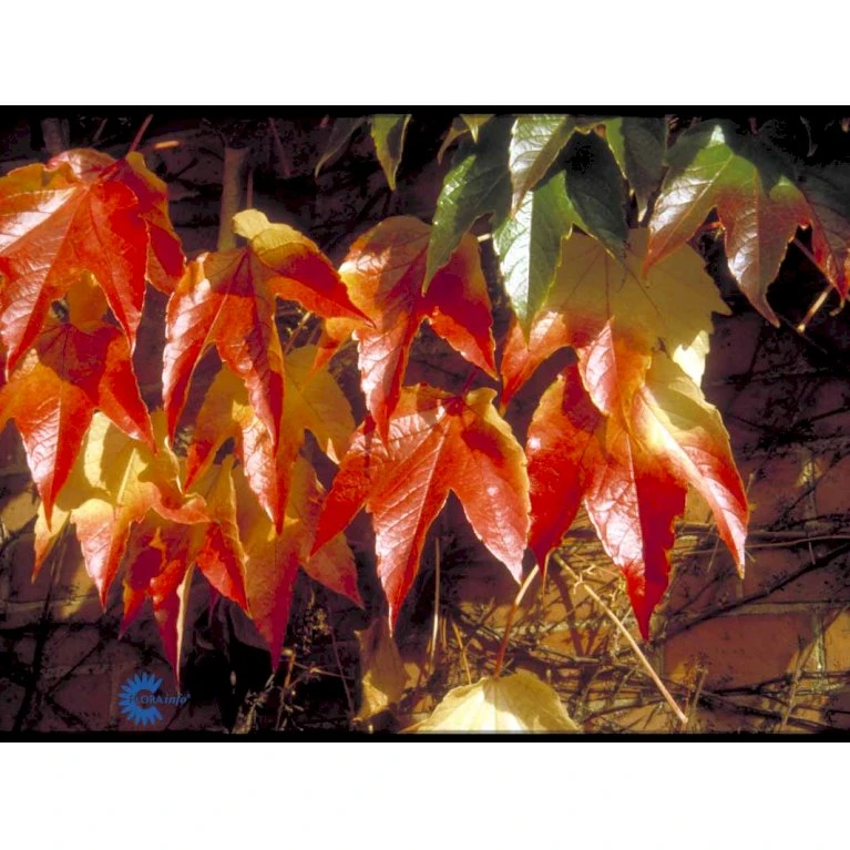 Rådhusvin 'Veitchii' Parthenocissus Tricuspidata 'Veitchii' Potte 5,0 liter,- Opbundet 80-100 cm. Rådhusvin 'Veitchii' Parthenocissus Tricuspidata 'Veitchii' Potte 5,0 Liter,- Opbundet 80-100 Cm. -Plantetorvet fi5966 parthenocissus tricuspidata veitchii bf63