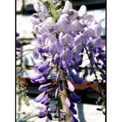 Kinesisk Blåregn Wisteria Sinensis Potte 2,0 Liter,- Opbundet 13 Kinesisk Blåregn Wisteria Sinensis Potte 2,0 Liter,- Opbundet -Plantetorvet fi5980 wisteria sinensis 0788