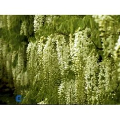 Kinesisk Blåregn Wisteria Sinensis Potte 2,0 Liter,- Opbundet 12 Kinesisk Blåregn Wisteria Sinensis Potte 2,0 Liter,- Opbundet -Plantetorvet fi5980 wisteria sinensis 4d5f