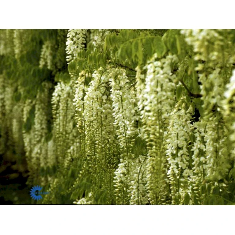 Kinesisk Blåregn Wisteria Sinensis Potte 2,0 liter,- Opbundet Kinesisk Blåregn Wisteria Sinensis Potte 2,0 Liter,- Opbundet -Plantetorvet fi5980 wisteria sinensis 4d5f
