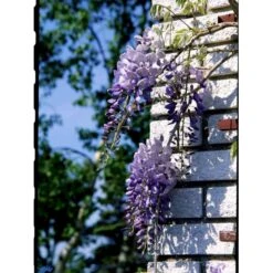 Kinesisk Blåregn Wisteria Sinensis Potte 2,0 Liter,- Opbundet 11 Kinesisk Blåregn Wisteria Sinensis Potte 2,0 Liter,- Opbundet -Plantetorvet fi5980 wisteria sinensis 8f18
