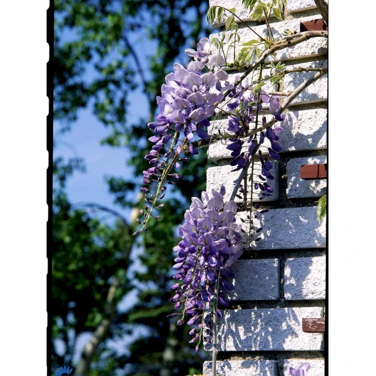 Kinesisk Blåregn Wisteria Sinensis Potte 2,0 liter,- Opbundet Kinesisk Blåregn Wisteria Sinensis Potte 2,0 Liter,- Opbundet -Plantetorvet fi5980 wisteria sinensis 8f18