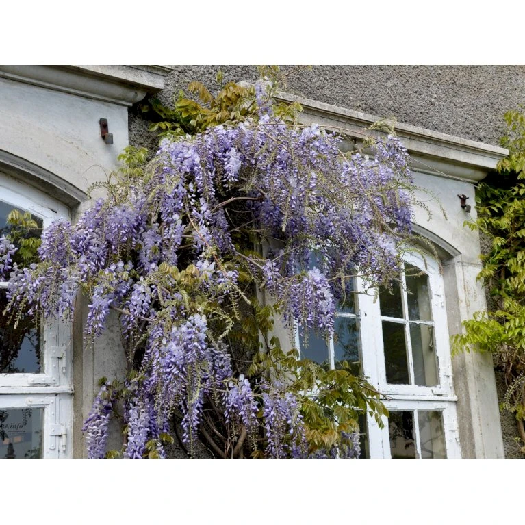 Kinesisk Blåregn Wisteria Sinensis Potte 2,0 liter,- Opbundet Kinesisk Blåregn Wisteria Sinensis Potte 2,0 Liter,- Opbundet -Plantetorvet fi5980 wisteria sinensis 90e2