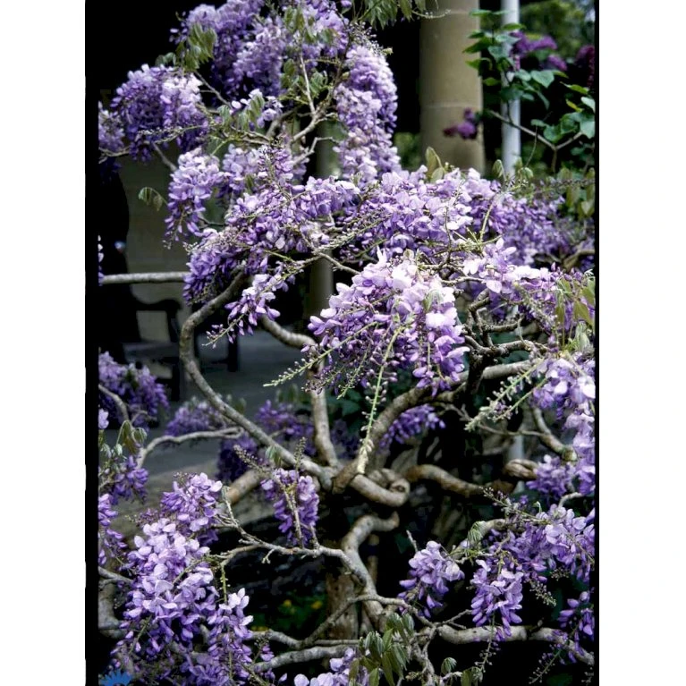 Kinesisk Blåregn Wisteria Sinensis Potte 2,0 liter,- Opbundet Kinesisk Blåregn Wisteria Sinensis Potte 2,0 Liter,- Opbundet -Plantetorvet fi5980 wisteria sinensis 9544