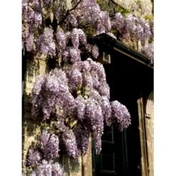 Kinesisk Blåregn Wisteria Sinensis Potte 2,0 Liter,- Opbundet 8 Kinesisk Blåregn Wisteria Sinensis Potte 2,0 Liter,- Opbundet -Plantetorvet fi5980 wisteria sinensis 99bd