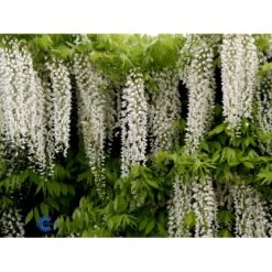 Kinesisk Blåregn Wisteria Sinensis Potte 2,0 Liter,- Opbundet 9 Kinesisk Blåregn Wisteria Sinensis Potte 2,0 Liter,- Opbundet -Plantetorvet fi5980 wisteria sinensis c4aa