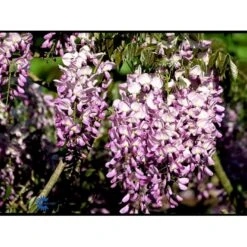 Kinesisk Blåregn Wisteria Sinensis Potte 2,0 Liter,- Opbundet 10 Kinesisk Blåregn Wisteria Sinensis Potte 2,0 Liter,- Opbundet -Plantetorvet fi5980 wisteria sinensis d763