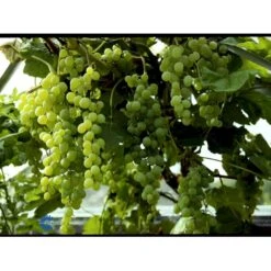 Vin 'Himrod' Vitis Vinifera 'Himrod' Potte 3,0 Liter,- Opbundet 80-100 Cm. -Plantetorvet fi621 vitis vinifera himrod 42dd