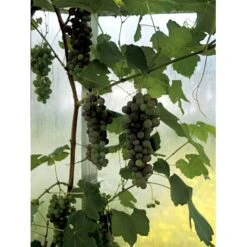 Vin 'Vanessa' Vitis Vinifera 'Vanessa' Potte 3,0 Liter,- Opbundet 80-100 Cm. 4 Vin 'Vanessa' Vitis Vinifera 'Vanessa' Potte 3,0 Liter,- Opbundet 80-100 Cm. -Plantetorvet fi643 vitis vinifera vanessa 9400