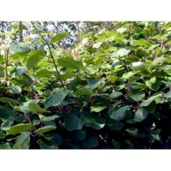 Kiwi 'Jenny' Actinidia Chinensis 'Jenny' (Selvbestøvende) Potte 2,0 Liter,- Opbundet -Plantetorvet fi6 actinidia chinensis jenny 2f27 processed