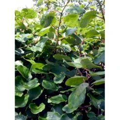 Kiwi 'Jenny' Actinidia Chinensis 'Jenny' (Selvbestøvende) Potte 2,0 Liter,- Opbundet -Plantetorvet fi6 actinidia chinensis jenny 93d1 processed