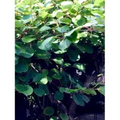 Kiwi 'Jenny' Actinidia Chinensis 'Jenny' (Selvbestøvende) Potte 2,0 Liter,- Opbundet -Plantetorvet fi6 actinidia chinensis jenny aff8 processed