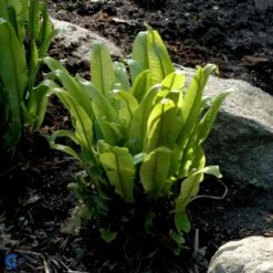 Hjortetunge Asplenium Scolopendrium 1 Liter Potte 8 Hjortetunge Asplenium Scolopendrium 1 Liter Potte -Plantetorvet fi7289 asplenium scolopendrium a031