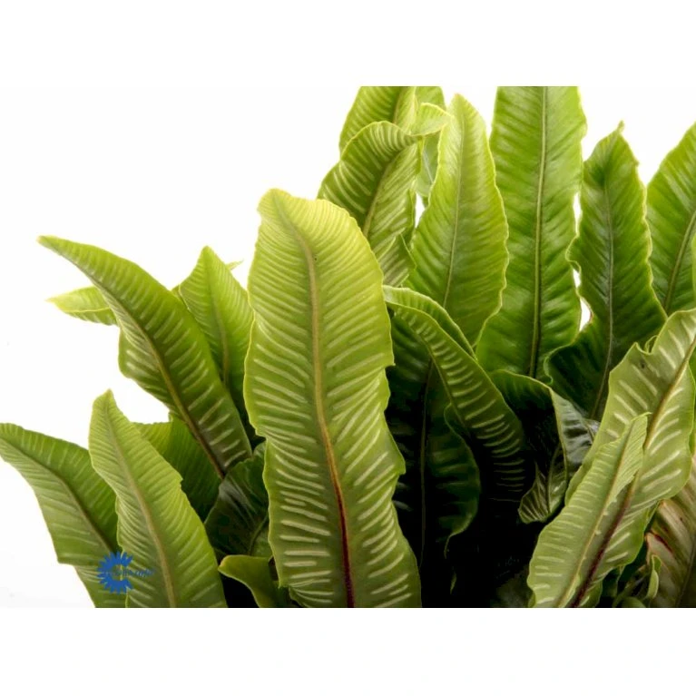 Hjortetunge Asplenium Scolopendrium 1 liter potte Hjortetunge Asplenium Scolopendrium 1 Liter Potte -Plantetorvet fi7289 asplenium scolopendrium d4e7