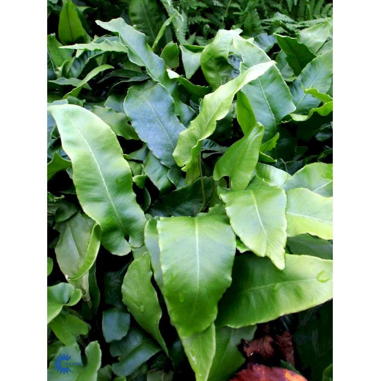 Hjortetunge Asplenium Scolopendrium 1 liter potte Hjortetunge Asplenium Scolopendrium 1 Liter Potte -Plantetorvet fi7289 asplenium scolopendrium def1